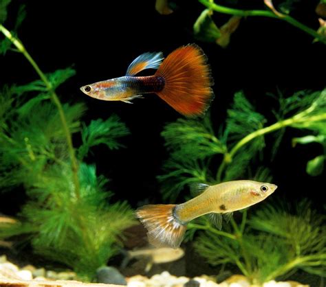 Guppy: Fish Species Profile .